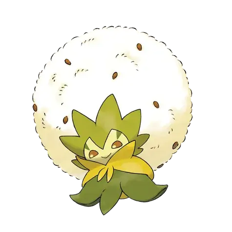 Cottomi